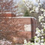 Trees blooming on campus in front of a building